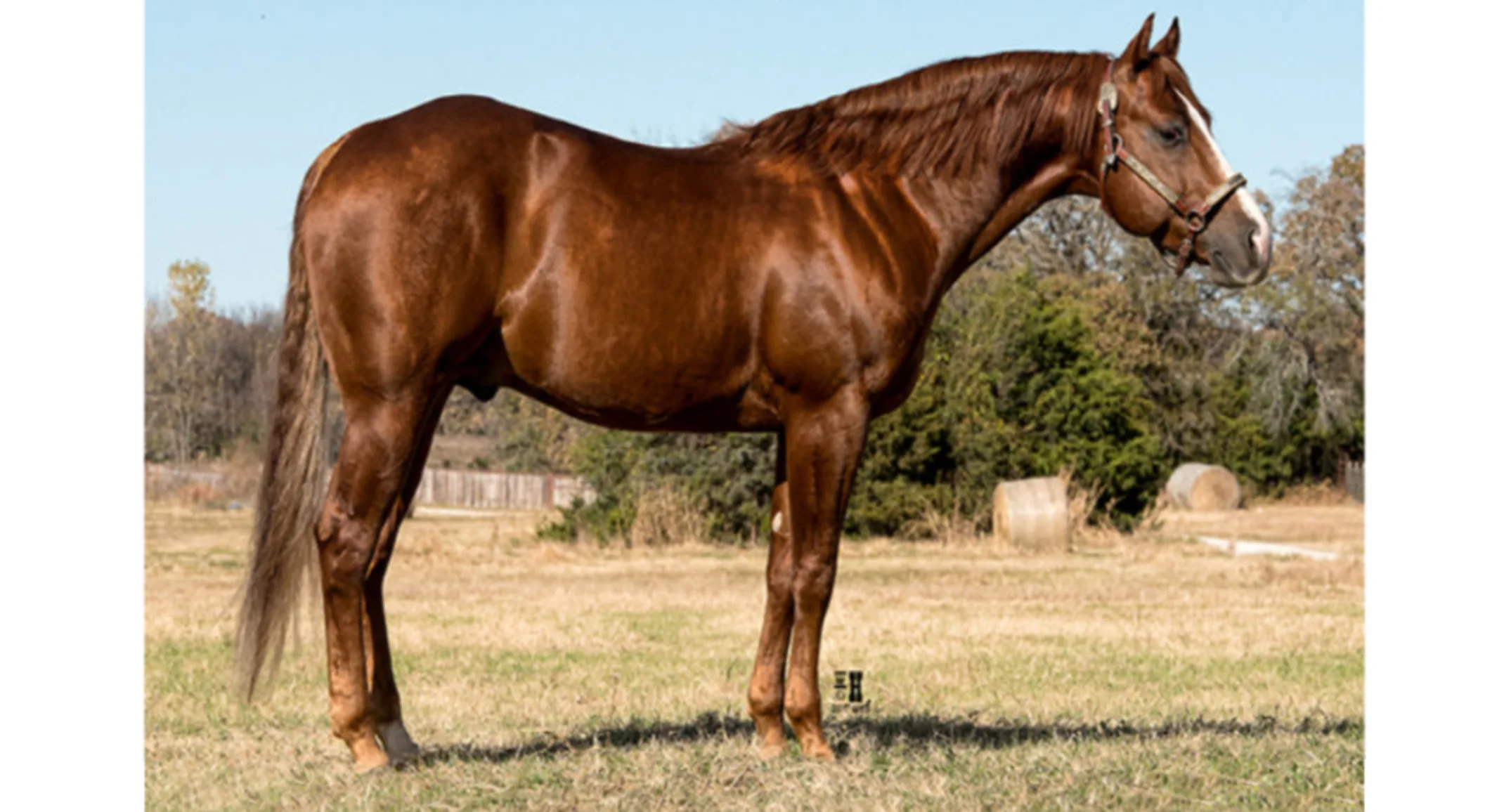 CD Dyna Dee, a brown horse